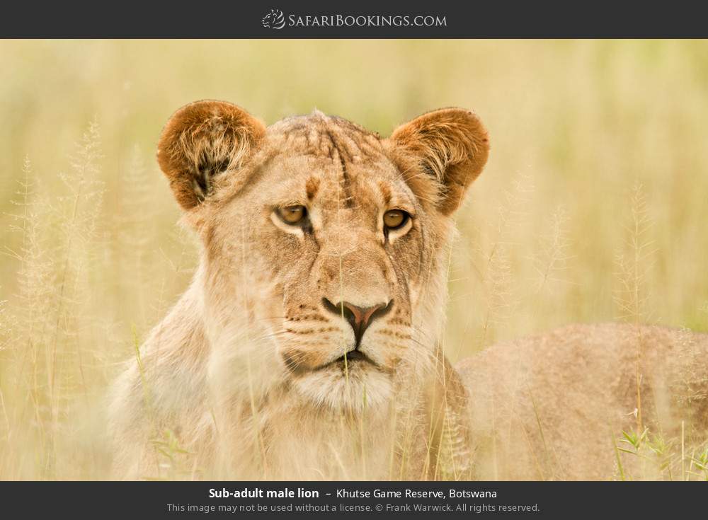 Subadult male lion in Khutse Game Reserve, Botswana