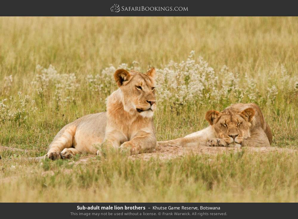 Subadult lion brothers in Khutse Game Reserve, Botswana