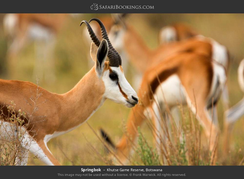 Springboks in Khutse Game Reserve, Botswana