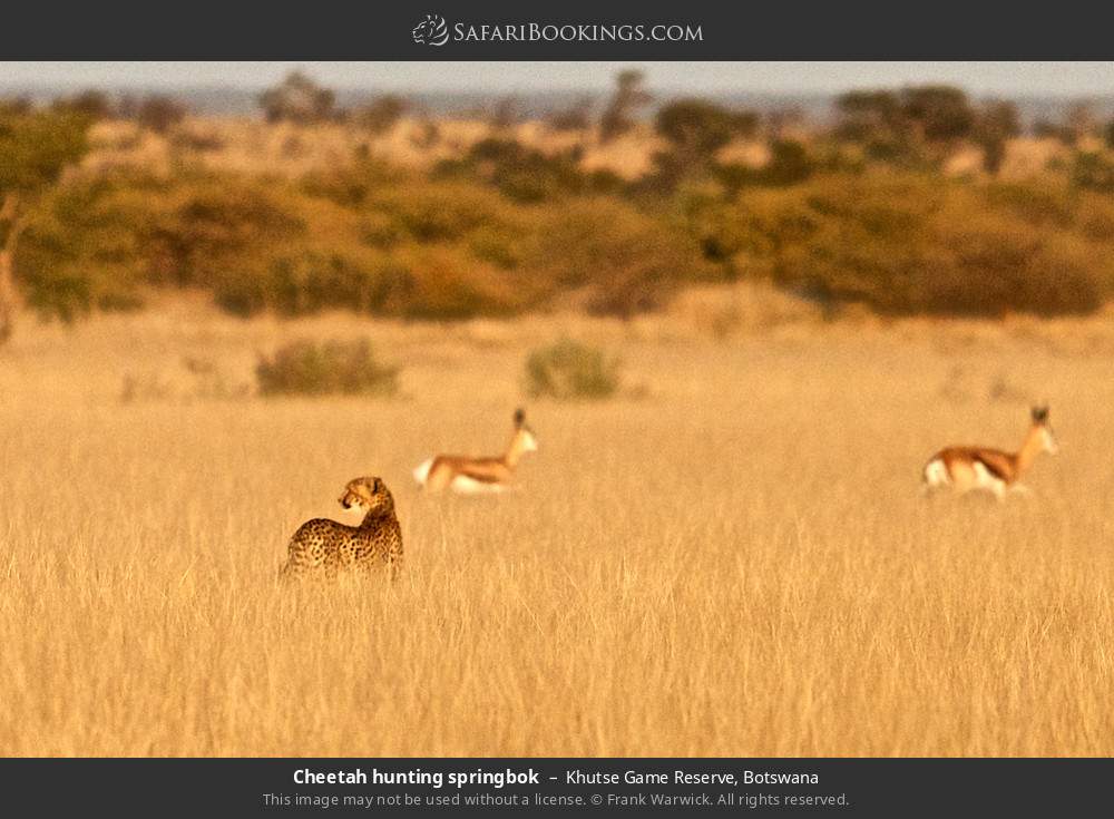 Cheetah hunting springboks in Khutse Game Reserve, Botswana