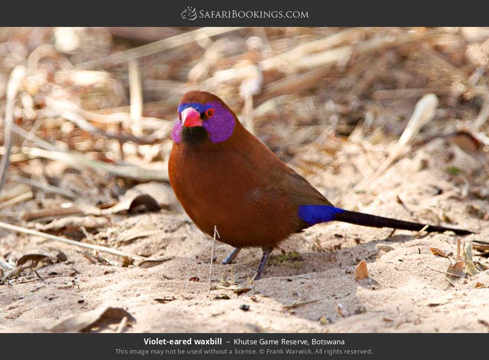 Violet-eared waxbill in Khutse Game Reserve, Botswana