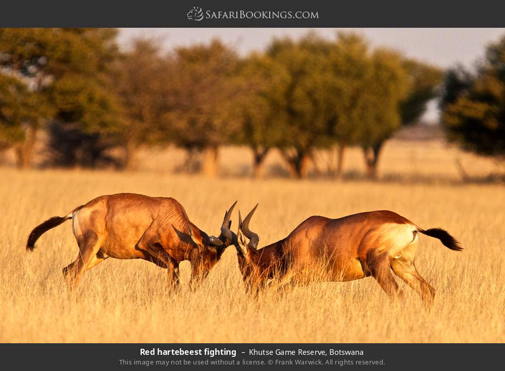 Red hartebeest fighting in Khutse Game Reserve, Botswana