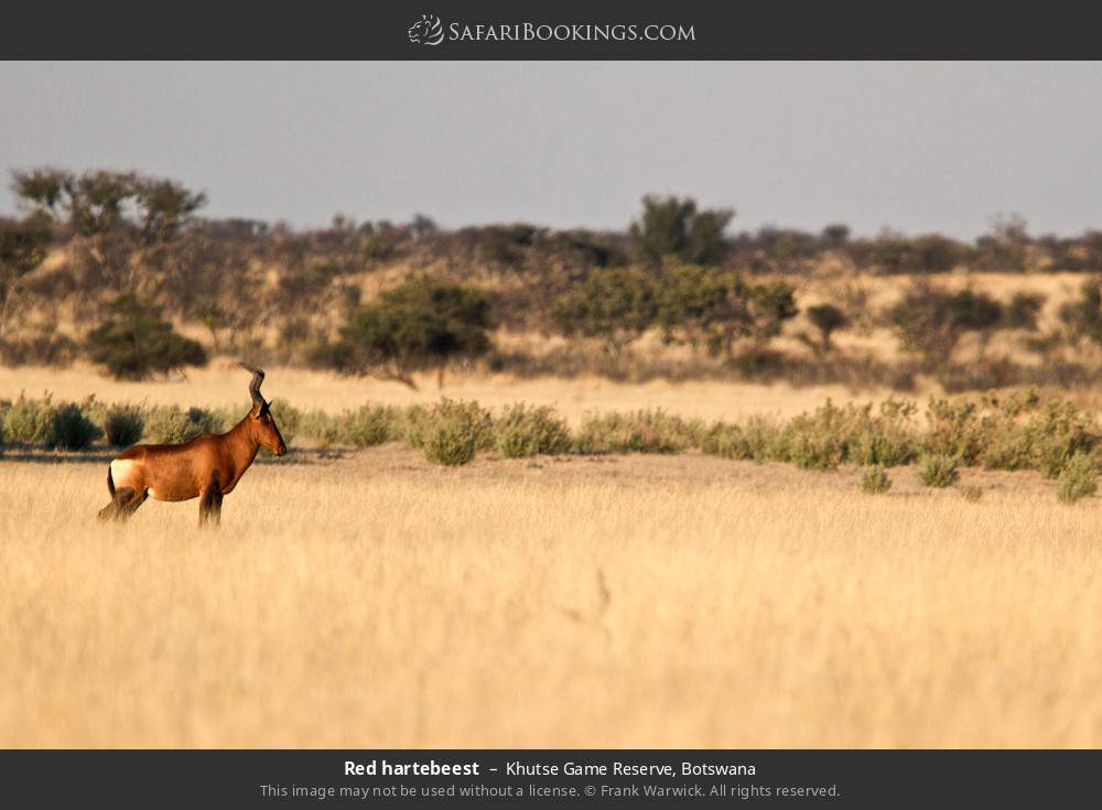 Red hartebeest in Khutse Game Reserve, Botswana