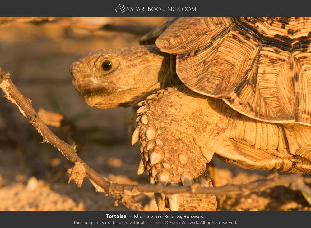 Tortoise in Khutse Game Reserve, Botswana
