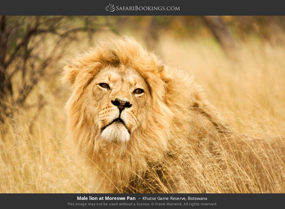 Male lion at Moreswe Pan in Khutse Game Reserve, Botswana
