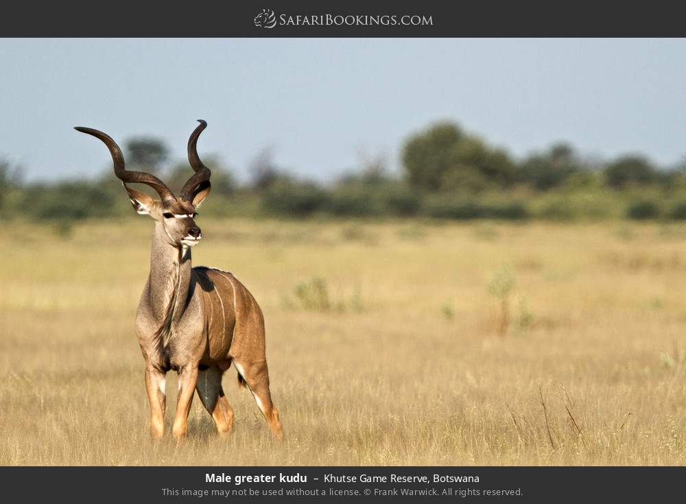 Male greater kudu in Khutse Game Reserve, Botswana