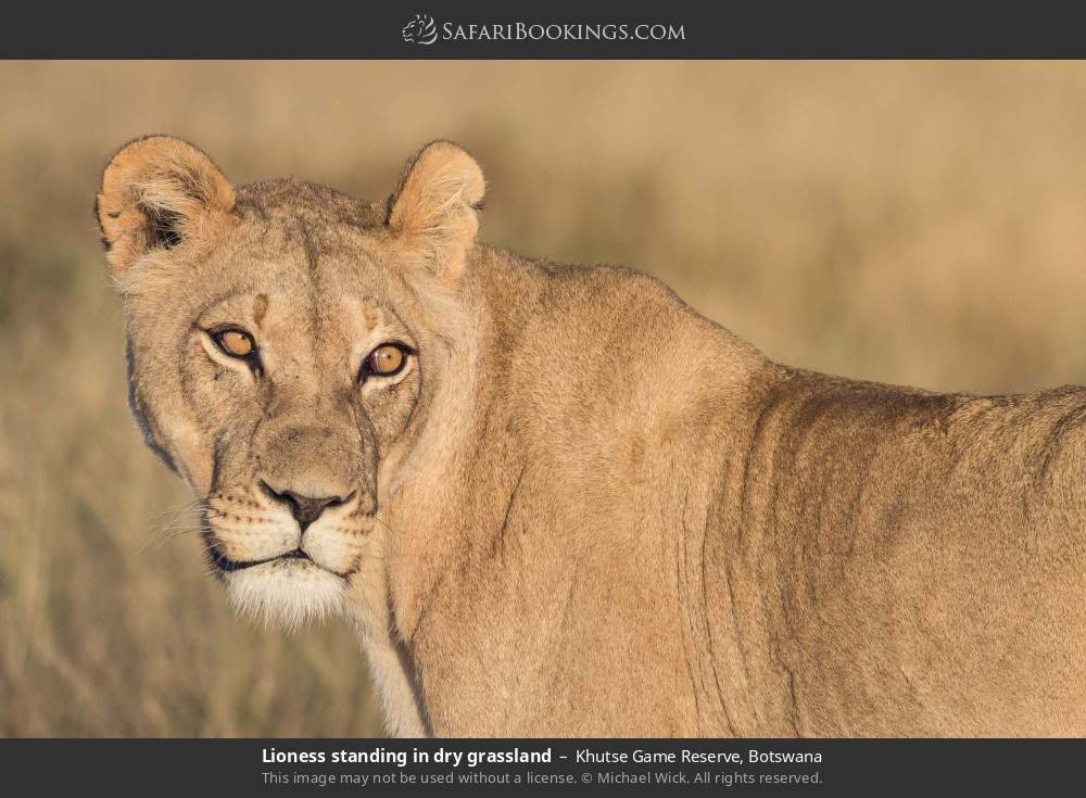 Lioness standing in dry grassland in Khutse Game Reserve, Botswana