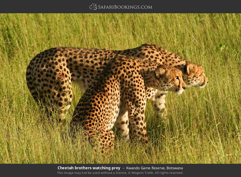 Cheetah brothers watching prey in Kwando Concession, Botswana