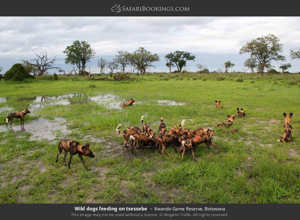 Wild dogs feeding on tsessebe in Kwando Concession, Botswana