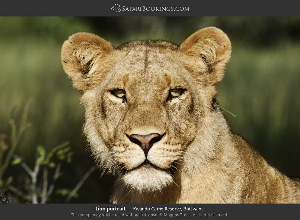 Lion portrait in Kwando Concession, Botswana