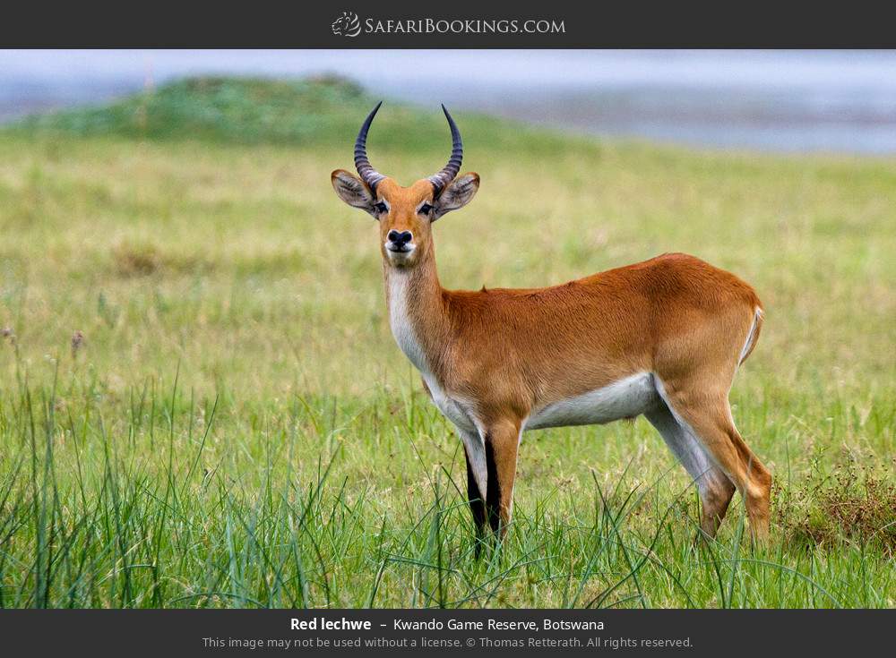 Red lechwe in Kwando Concession, Botswana