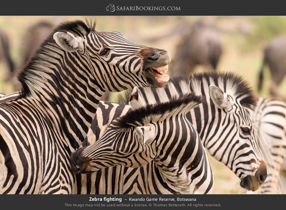 Zebras fighting in Kwando Concession, Botswana