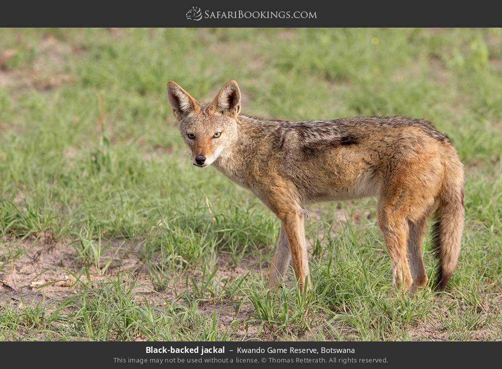 Black-backed jackal in Kwando Concession, Botswana