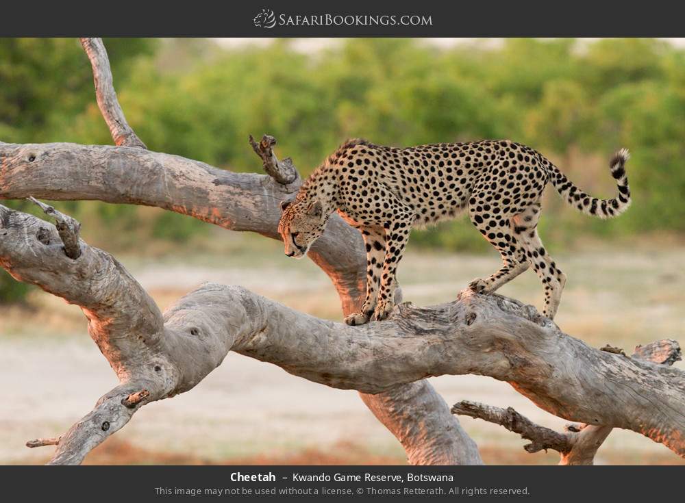 Cheetah in Kwando Concession, Botswana