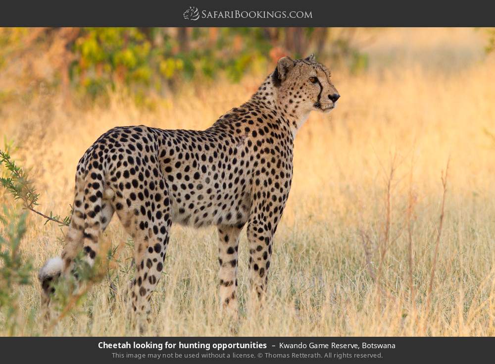 Cheetah looking for hunting opportunities in Kwando Concession, Botswana
