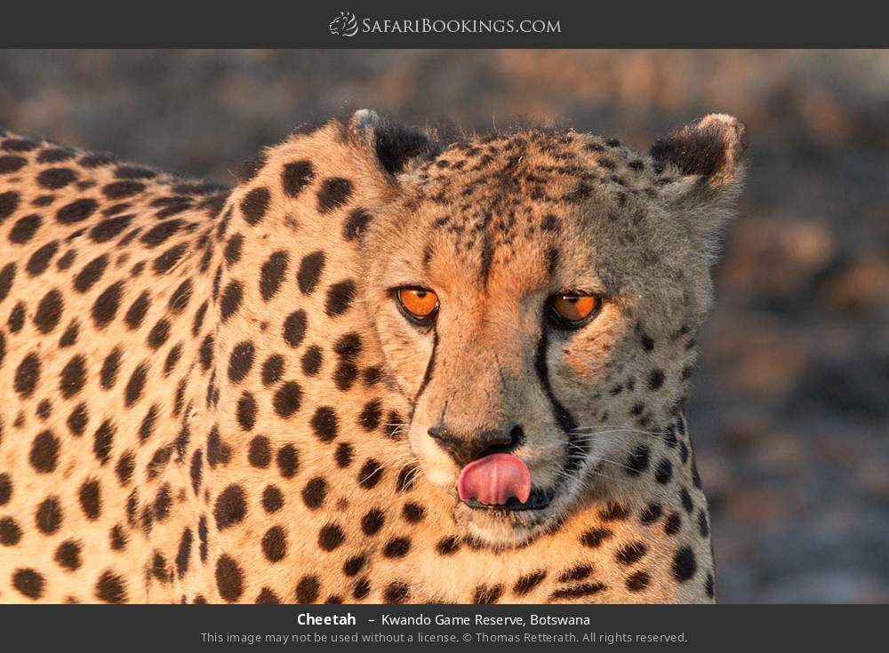Cheetah in Kwando Concession, Botswana