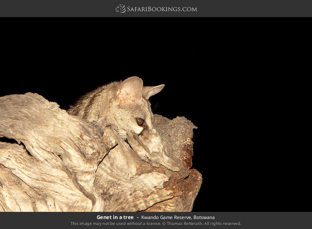 Genet in a tree in Kwando Concession, Botswana