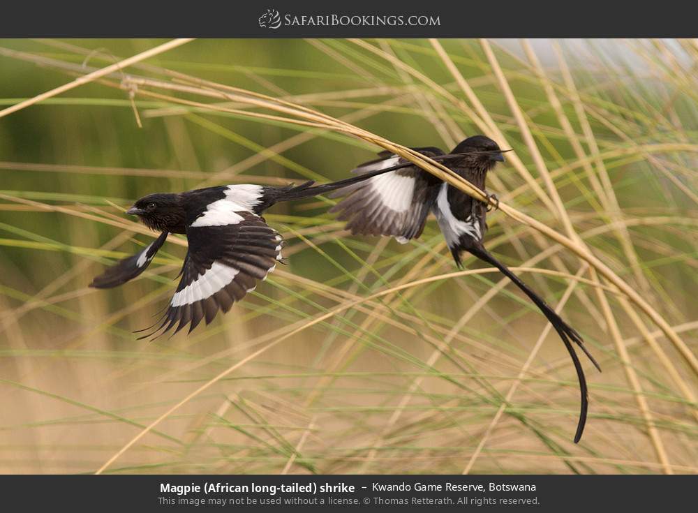 Magpie shrikes in Kwando Concession, Botswana