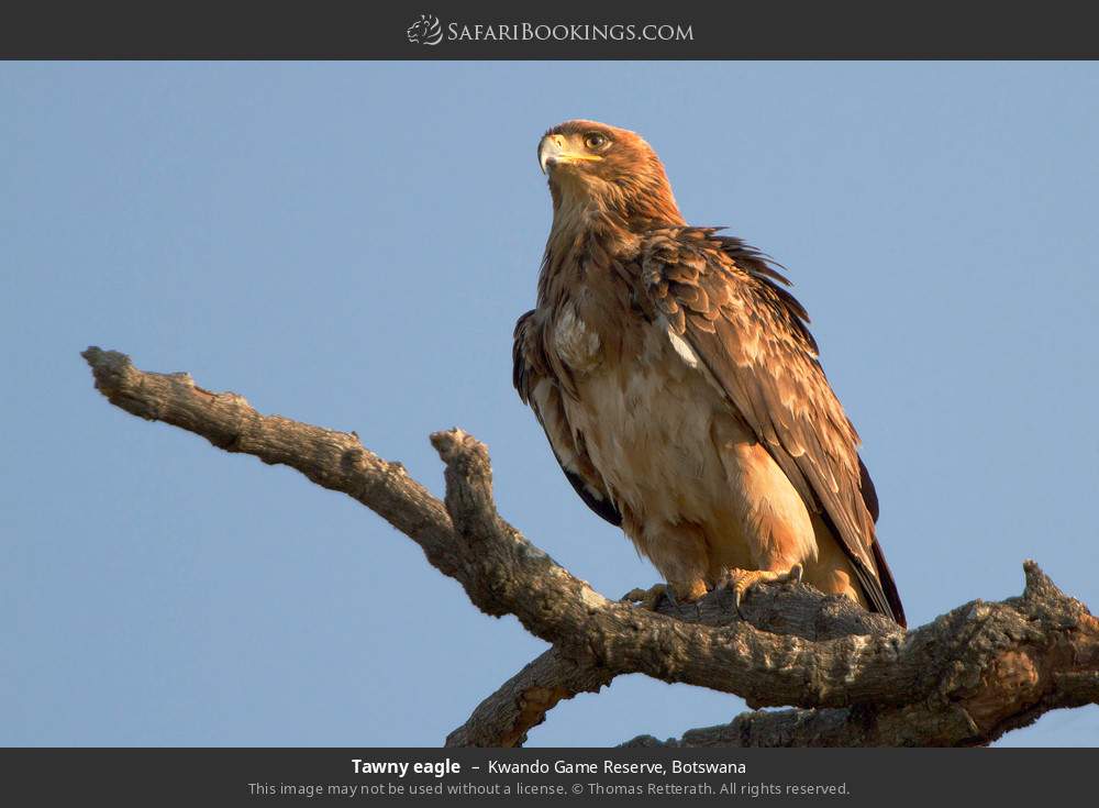 Tawny eagle in Kwando Concession, Botswana