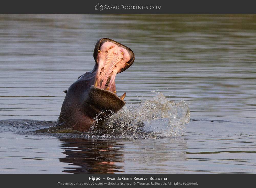 Hippo in Kwando Concession, Botswana