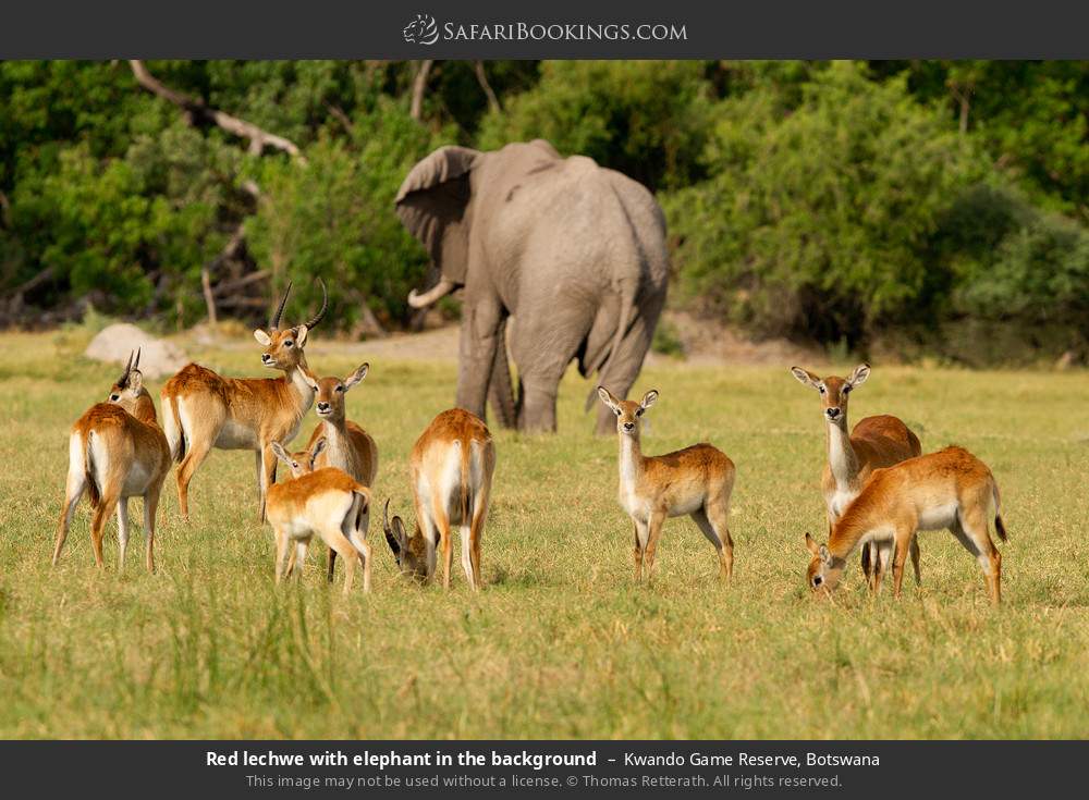 Red lechwes with elephant in the background in Kwando Concession, Botswana