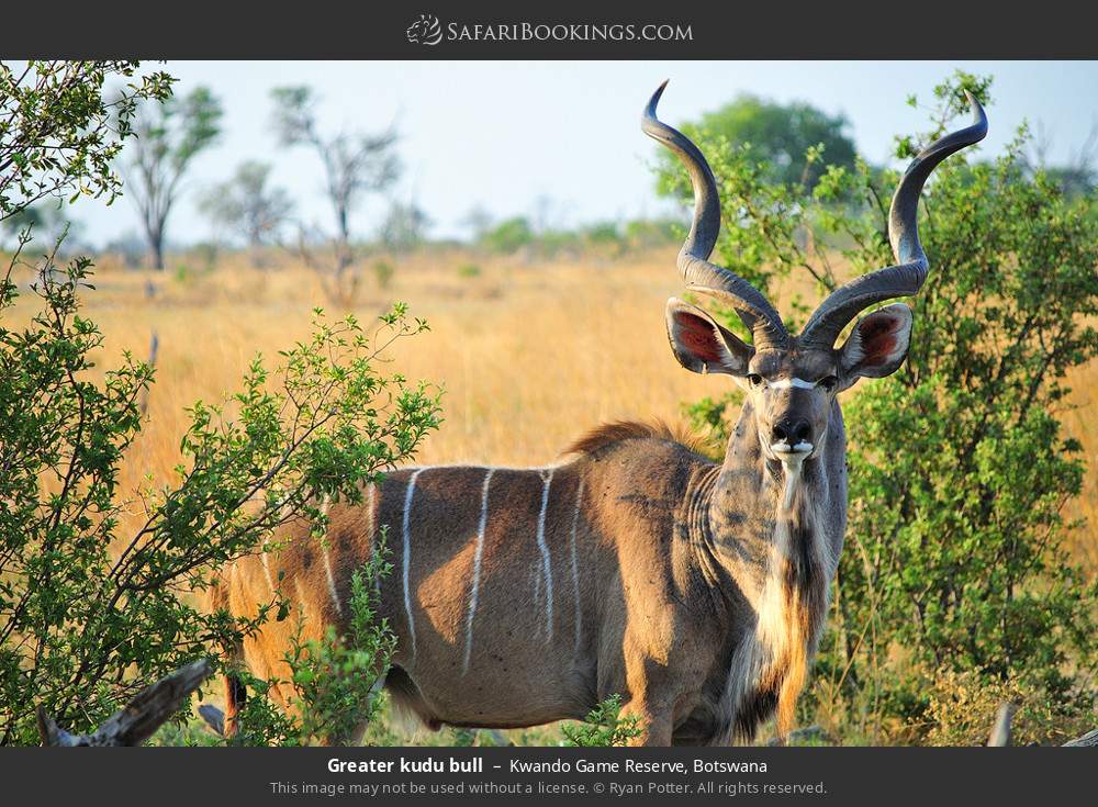 Greater kudu bull in Kwando Concession, Botswana