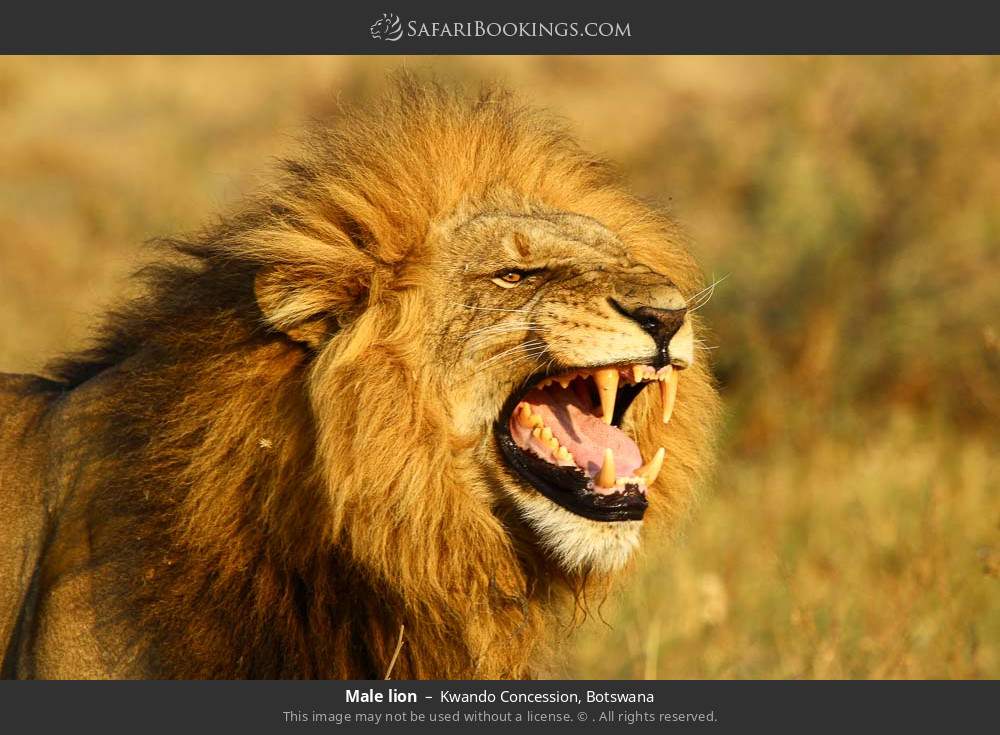 Male lion in Kwando Concession, Botswana