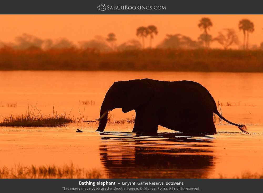 Bathing elephant in Linyanti Concession, Botswana