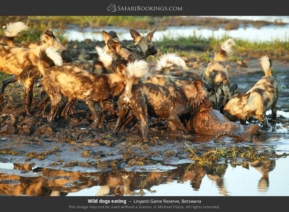 Wild dogs eating in Linyanti Concession, Botswana