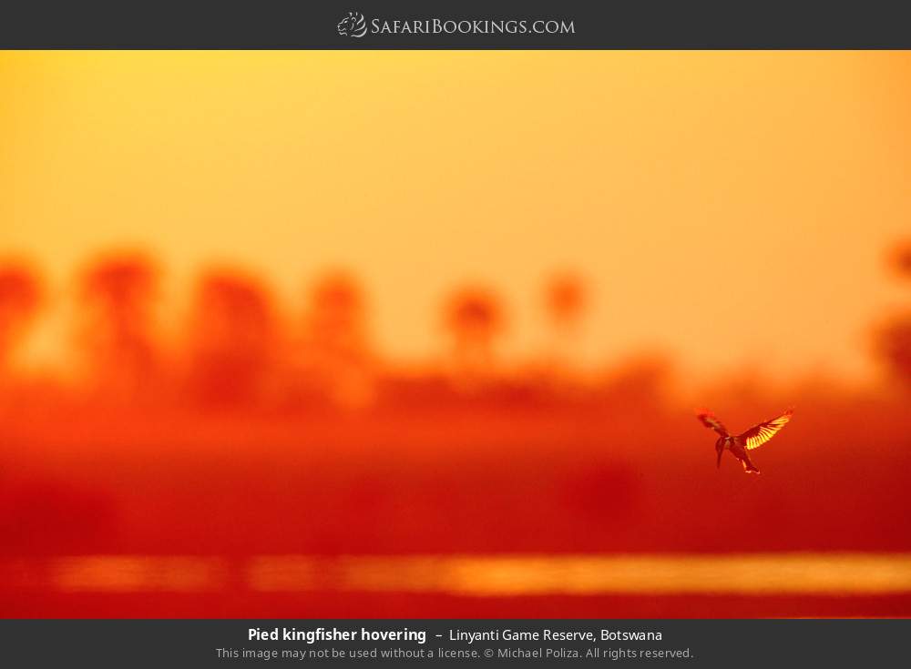 Pied kingfisher hovering in Linyanti Concession, Botswana