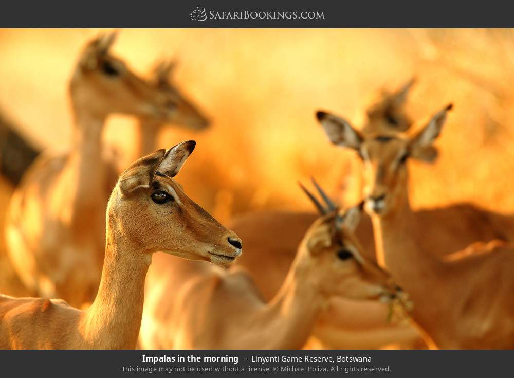 Impalas in the morning in Linyanti Concession, Botswana