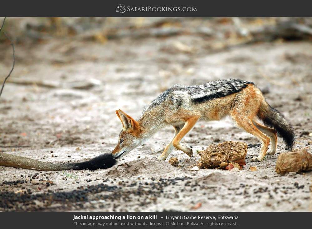 Jackal approaching a lion on a kill in Linyanti Concession, Botswana