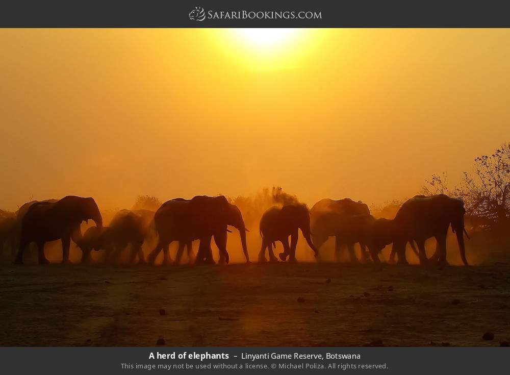 A herd of elephants in Linyanti Concession, Botswana