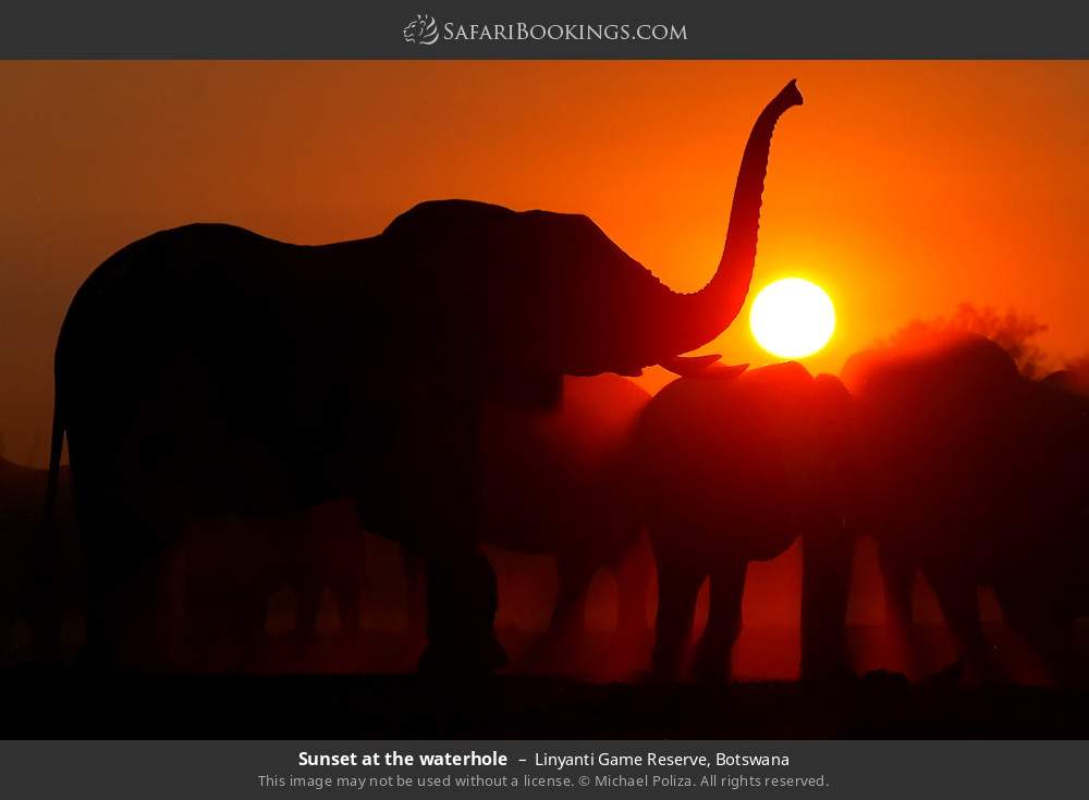 Elephants at a waterhole at sunset in Linyanti Concession, Botswana