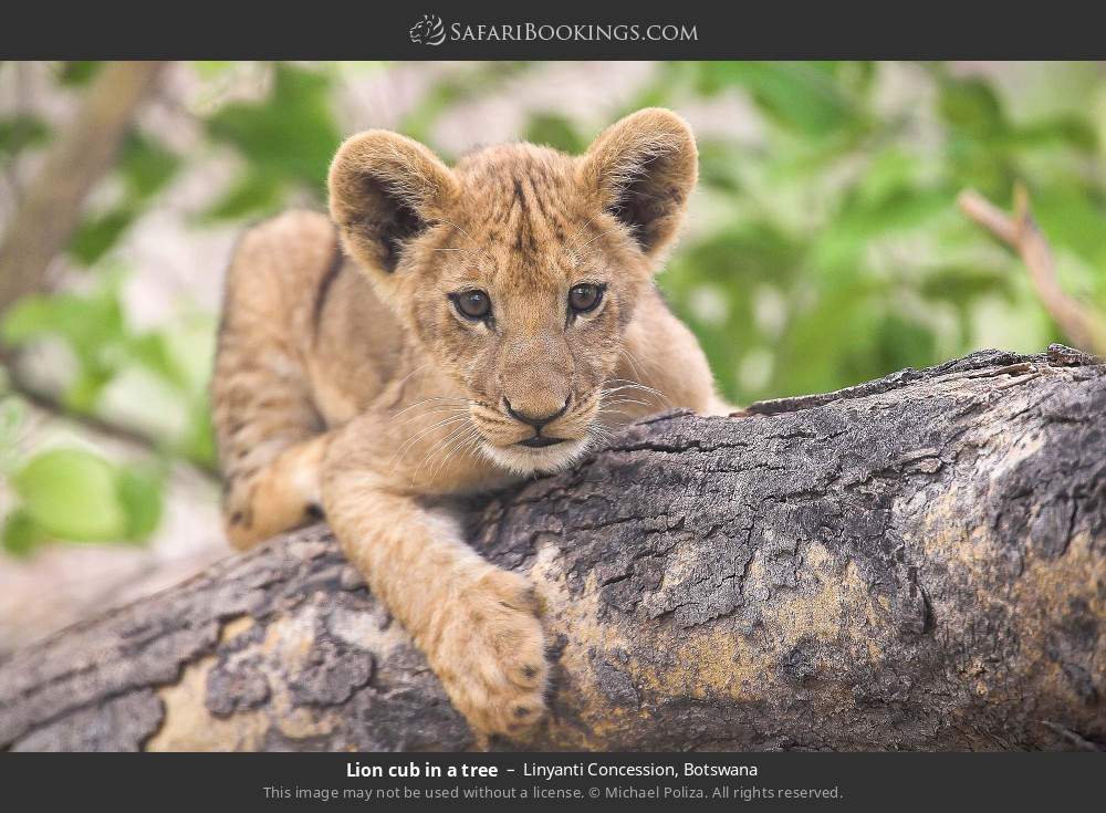 Lion cub in a tree in Linyanti Concession, Botswana