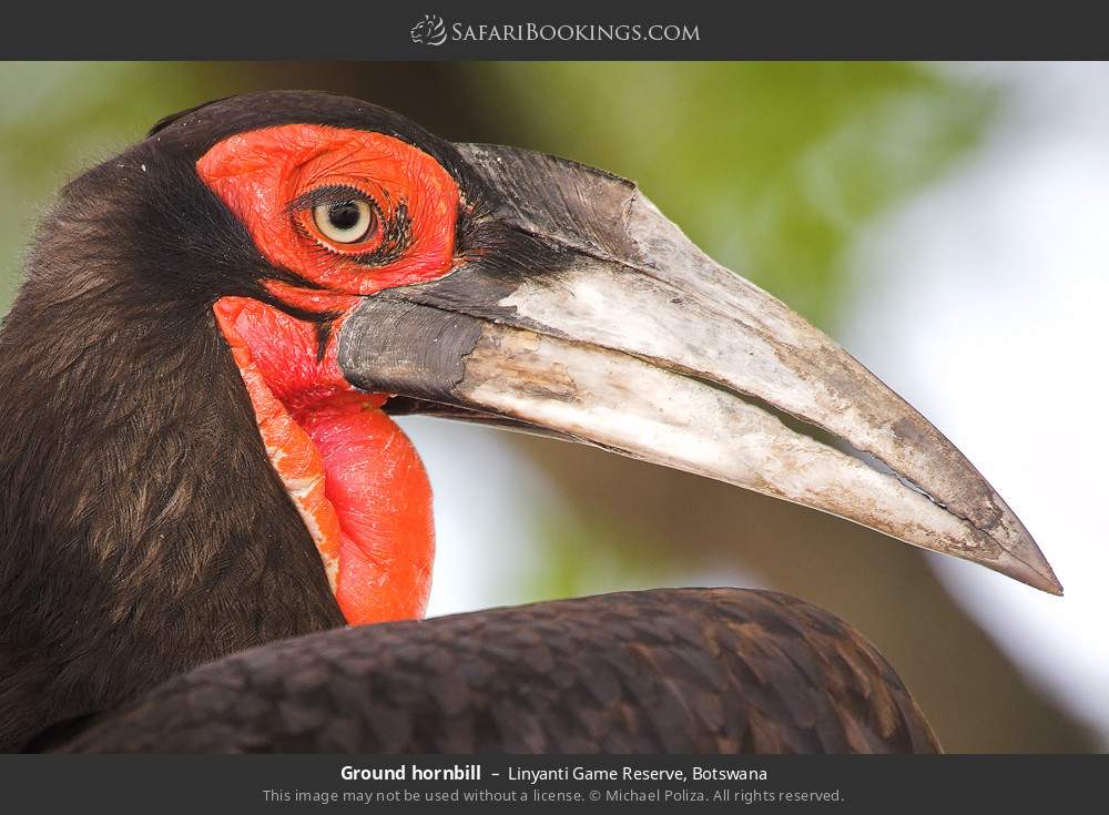 Southern ground hornbill in Linyanti Concession, Botswana