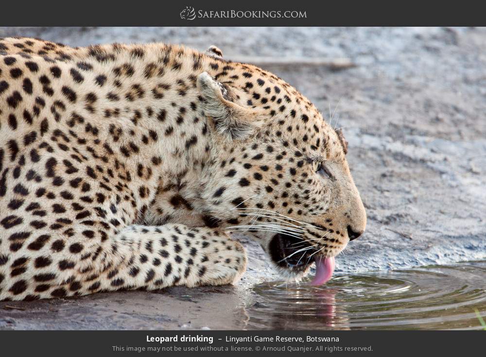 Leopard drinking in Linyanti Concession, Botswana