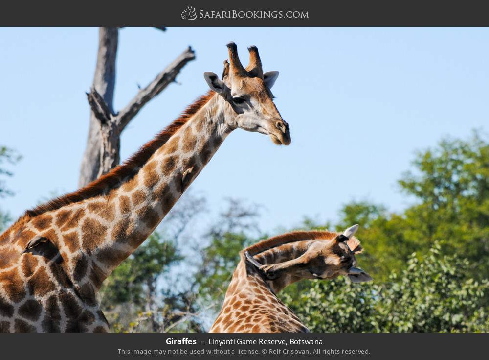 Giraffes in Linyanti Concession, Botswana