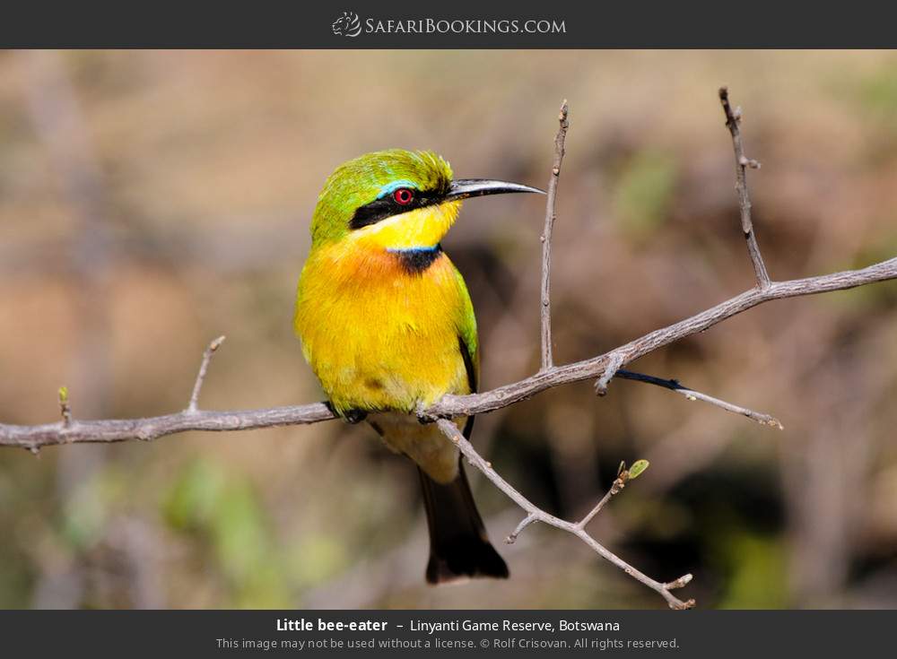 Little bee-eater in Linyanti Concession, Botswana