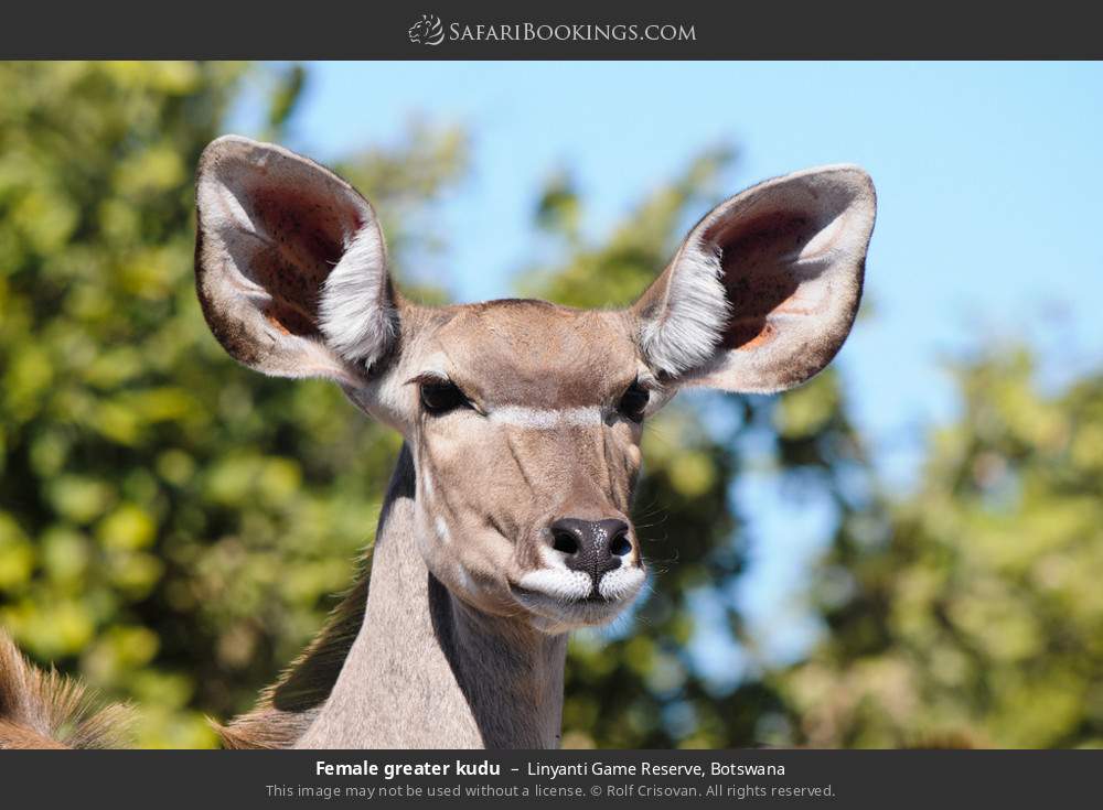 Female greater kudu in Linyanti Concession, Botswana