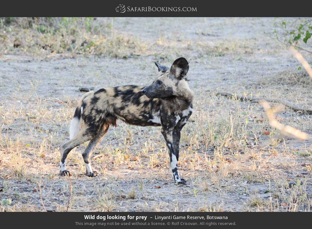 Wild dog looking for prey in Linyanti Concession, Botswana