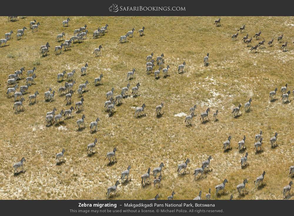 Zebras migrating in Makgadikgadi Pans National Park, Botswana