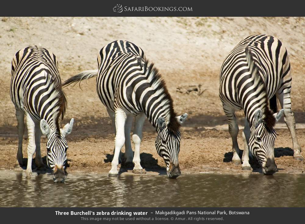 Three plains zebras drinking water in Makgadikgadi Pans National Park, Botswana