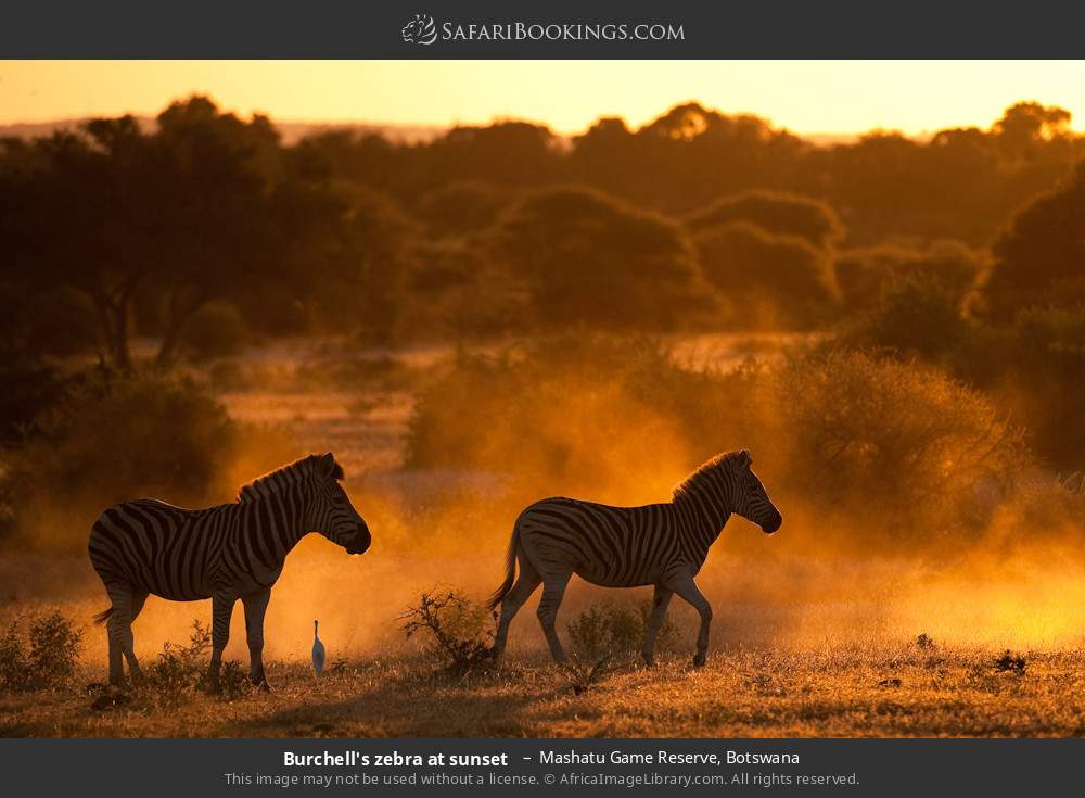 Plains zebras at sunset in Mashatu Game Reserve, Botswana