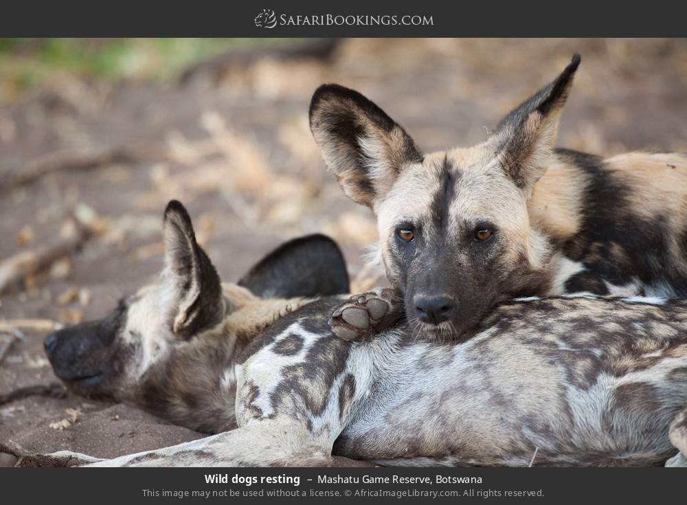 Wild dogs resting in Mashatu Game Reserve, Botswana