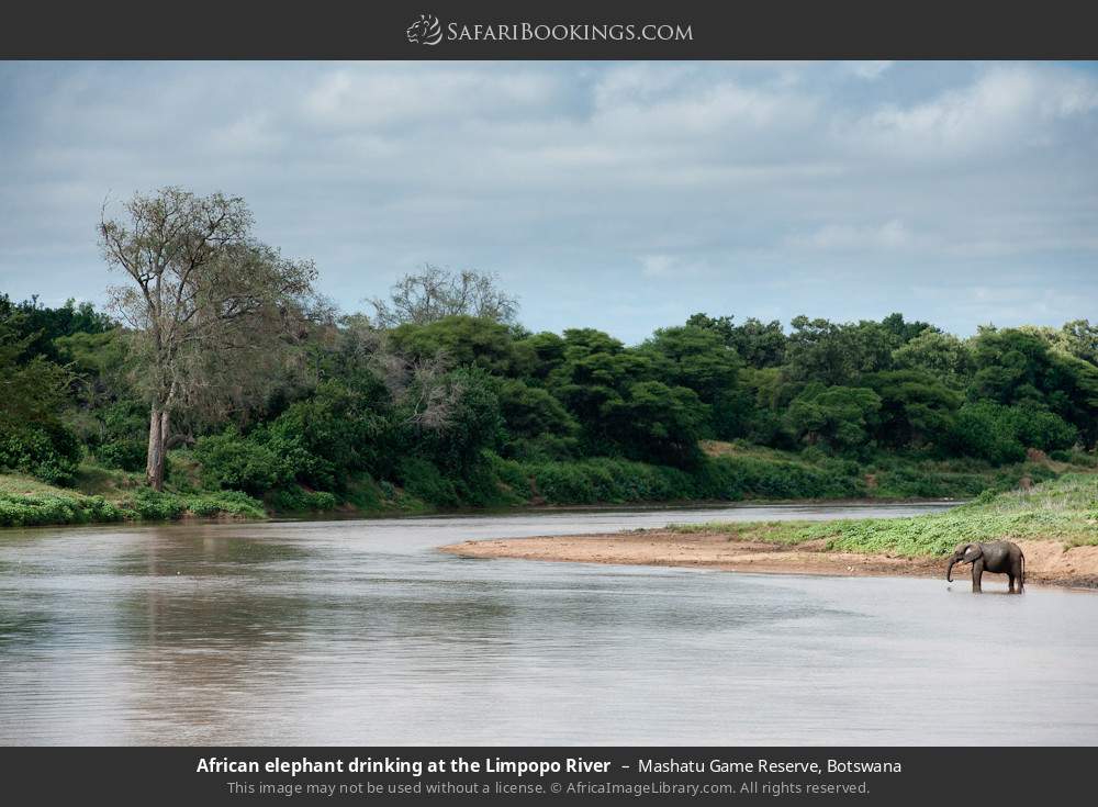 African elephant drinking at the Limpopo River in Mashatu Game Reserve, Botswana