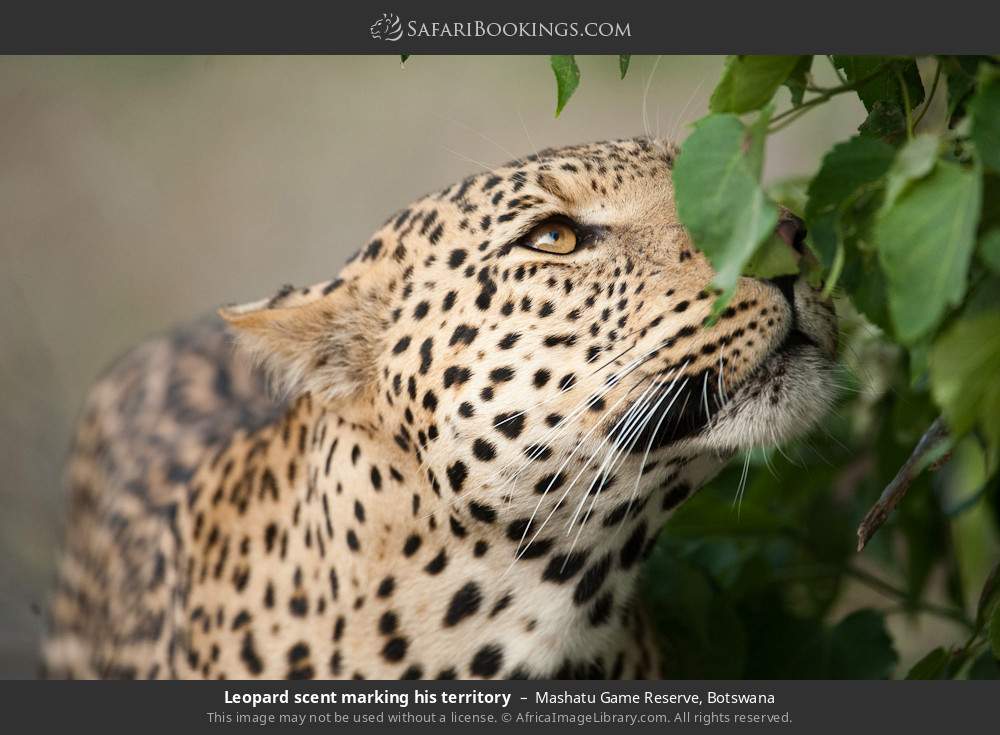 Leopard scent-marking his territory in Mashatu Game Reserve, Botswana