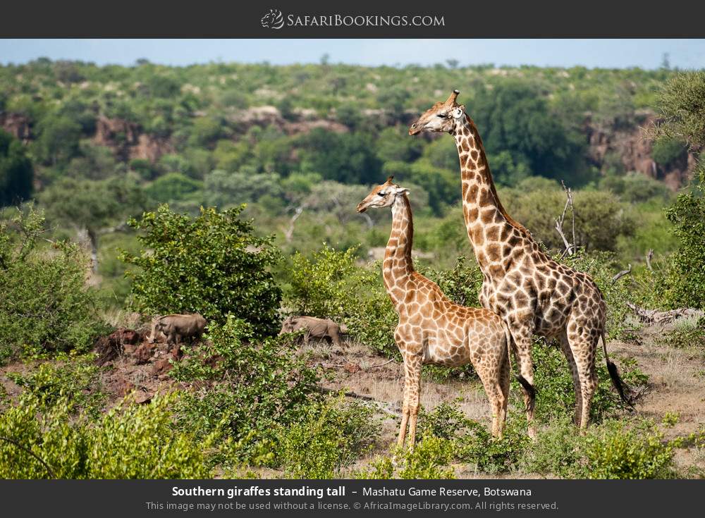 Southern giraffes and warthogs in Mashatu Game Reserve, Botswana