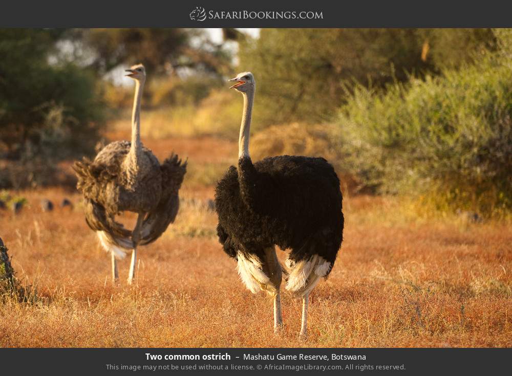 Two common ostriches in Mashatu Game Reserve, Botswana