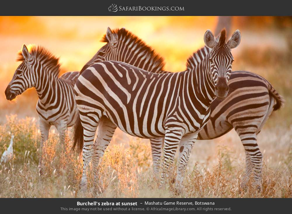 Plains zebras at sunset in Mashatu Game Reserve, Botswana